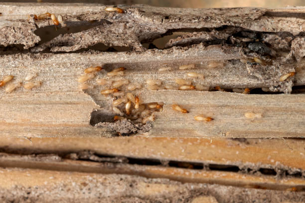 Best Pest Inspection Near Me  in Fullerton, NE